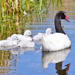 Familienidylle im Niendorfer Vogelpark: Schwarzhals-Schwäne mit Nachwuchs