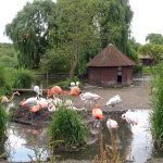 Schon eine Art Wahrzeichen für viele Niendorf-Urlauber: Der Flamingoteich am Eingang zum 2015-Meter-Wegenetz.